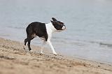 BOSTON TERRIER 372